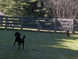 Dogs exercise outside