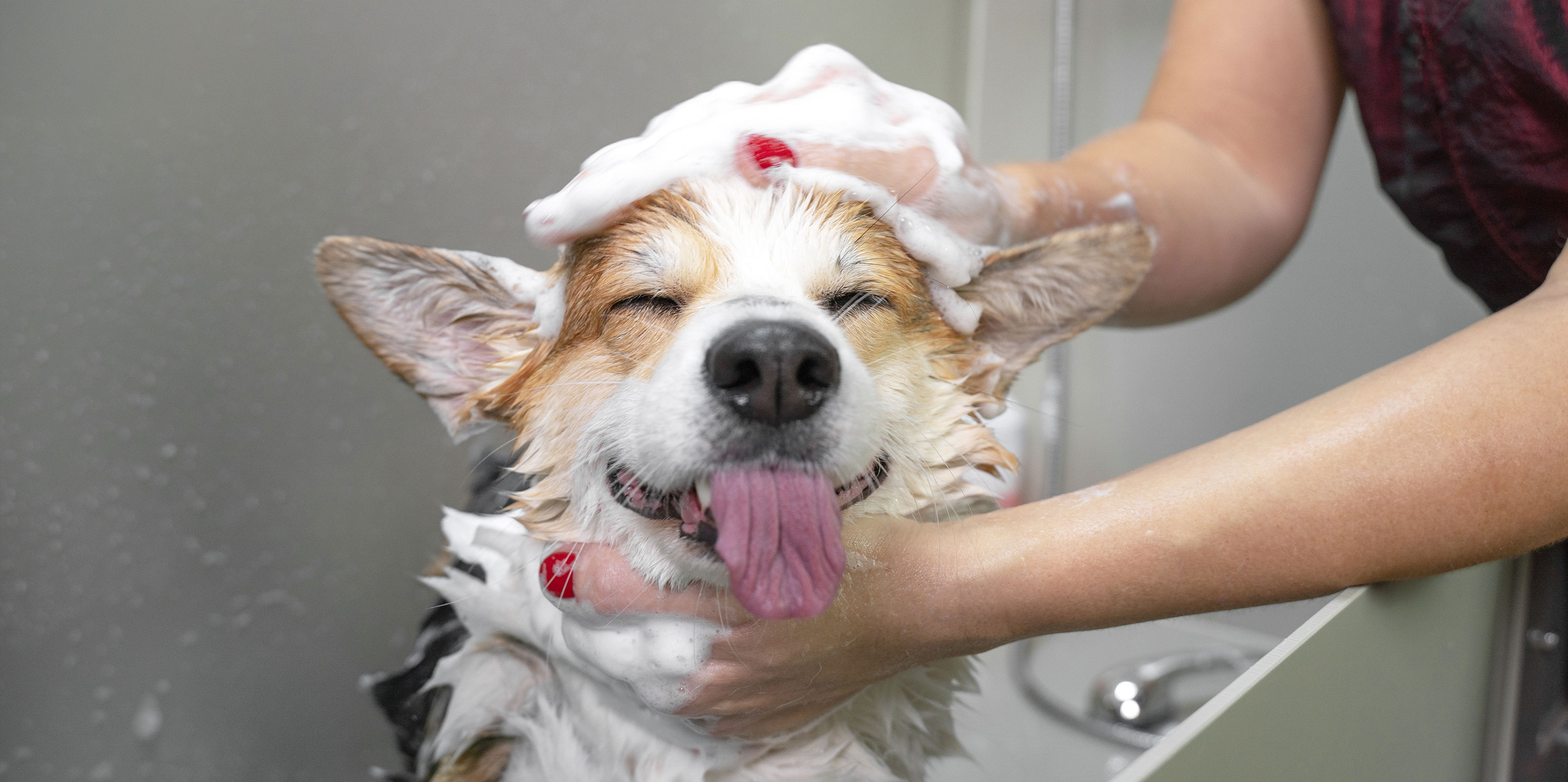 Dog Groom at Healing Springs Animal Hospital.