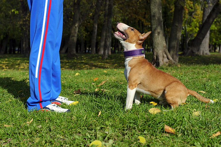 Dog training Galax, VA, Hillsville, VA, Independence, VA