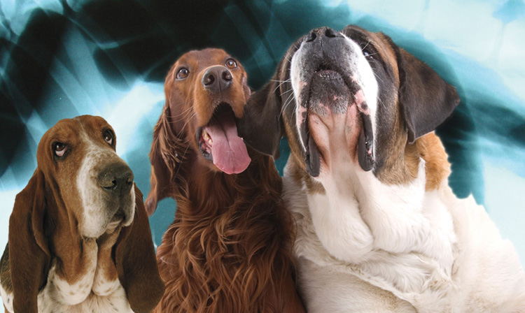 Laparoscopic Gastropexy prevents bload in deep-chested dogs