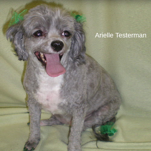 Dog Grooming photo Galax, VA