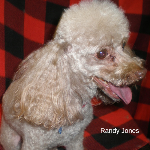 Dog Groomer Galax, Grayson, Carroll, Virginia