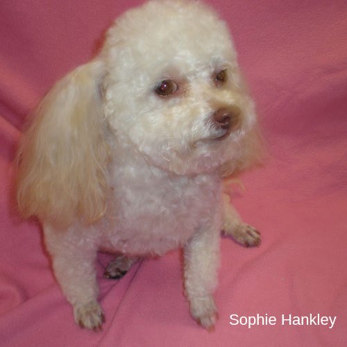 Pet Grooming in Galax, VA