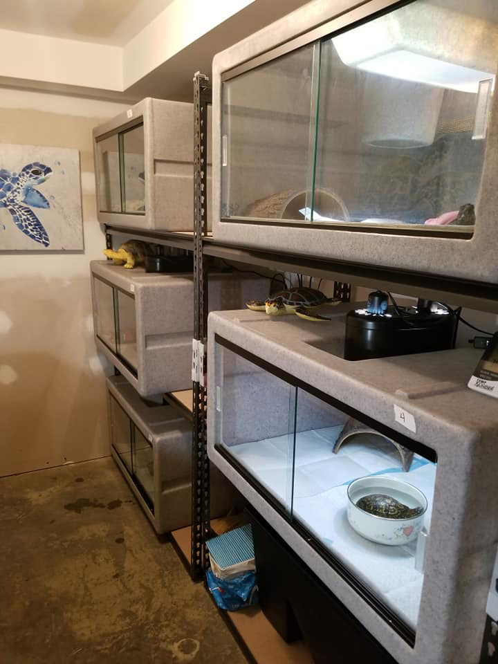 Turtle Rehab Room